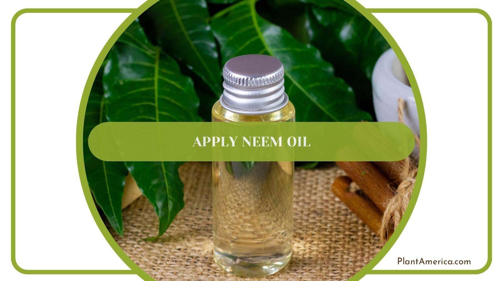 A Glass Bottle of Neem Oil On a Surface With Leaves Background PlantAmerica