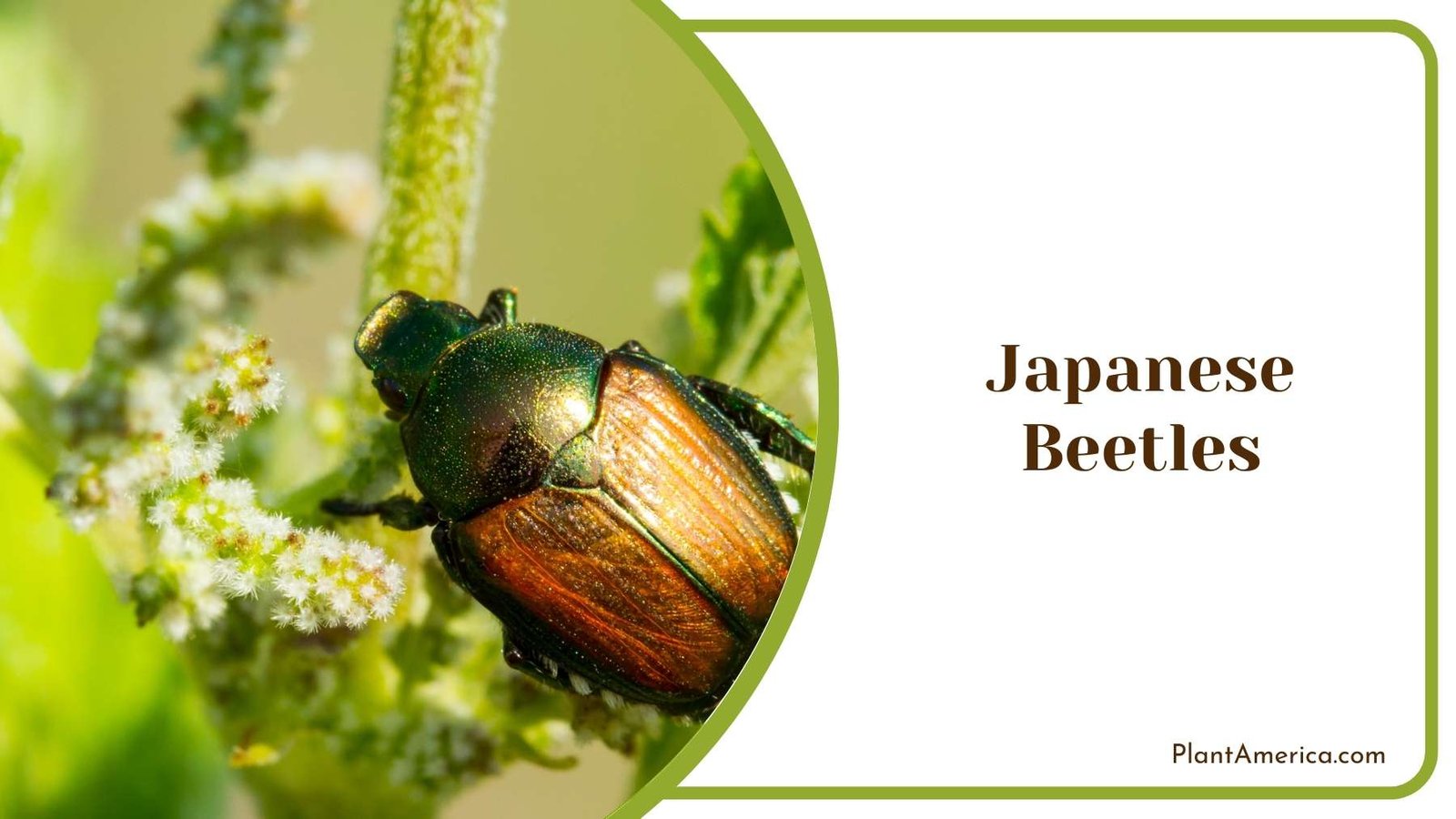 A Japanese Beetles In Nature Plant America A Japanese Beetles In Nature Plant America