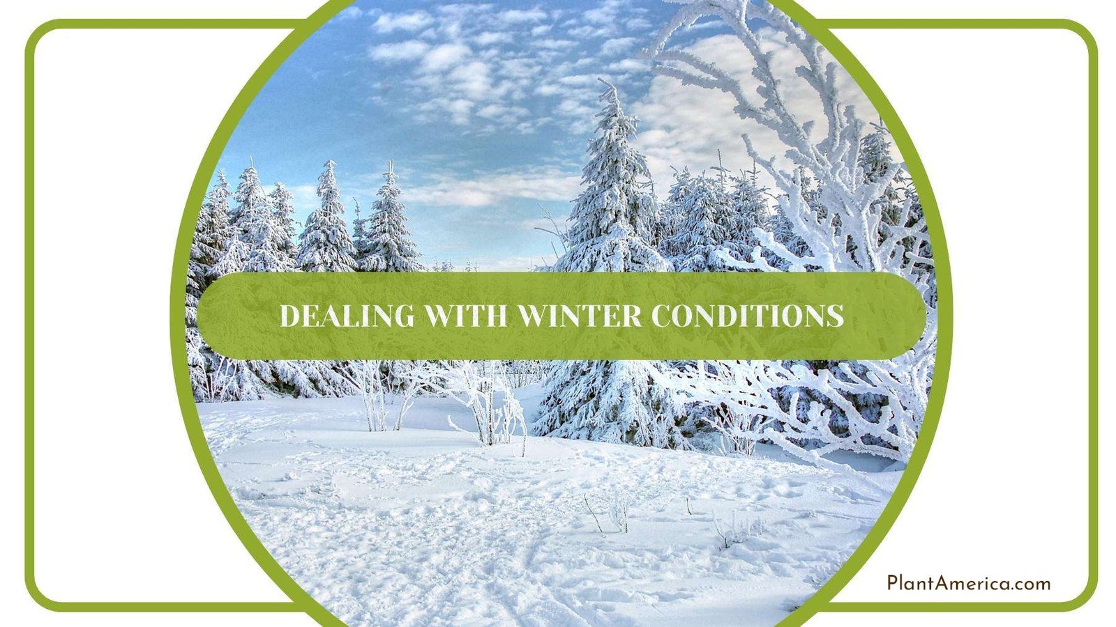 A Jungle Buried Under The Snow Plant America