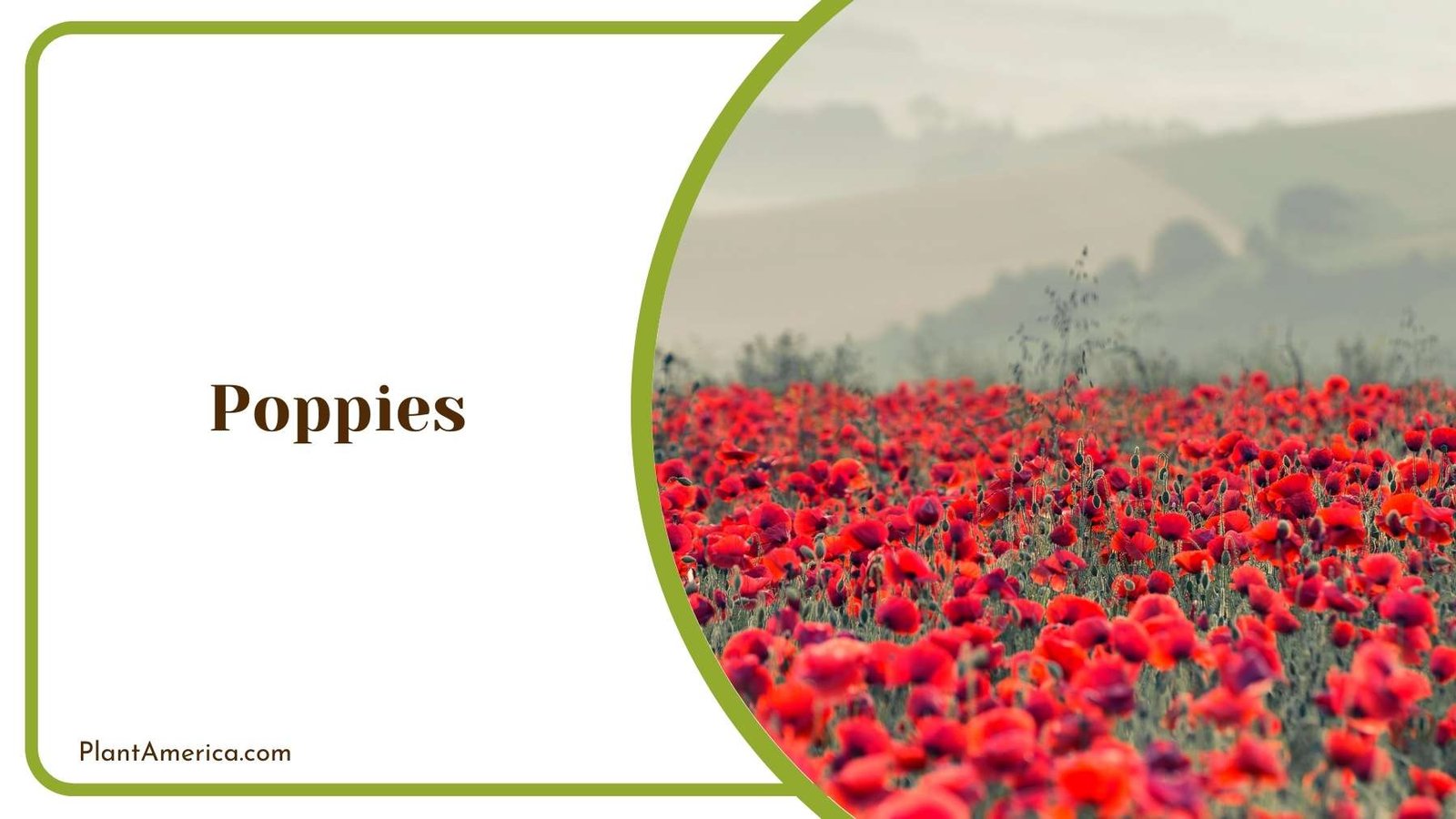 A Land Full Of Red Poppies Plant America A Land Full Of Red Poppies Plant America