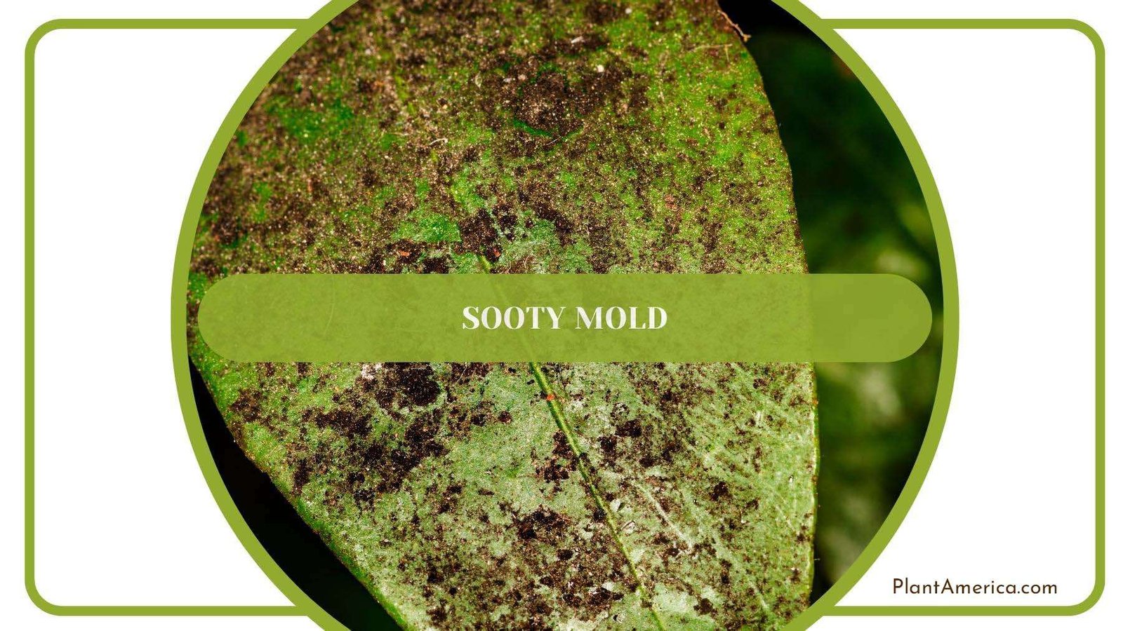 A Leaf Struggling With Sooty Mold PlantAmerica