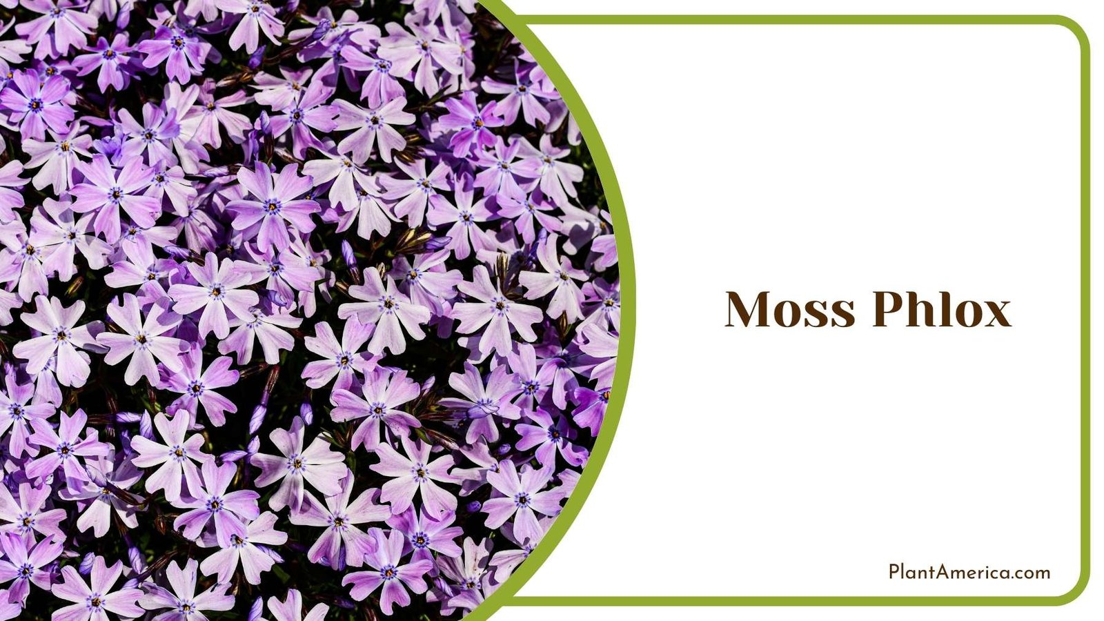 A Moss Phlox Bush Plant America A Moss Phlox Bush Plant America