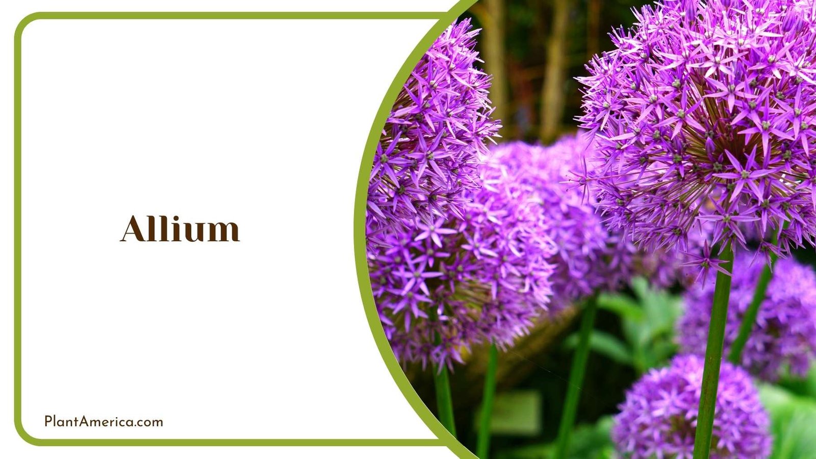 A Picture Of Allium Plant America A Picture Of Allium Plant America