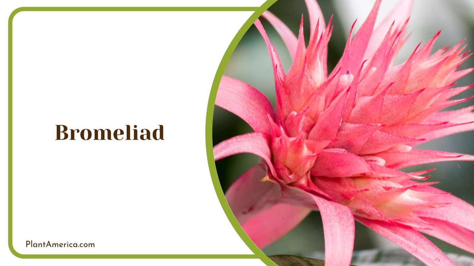 A Picture Of Bromeliad Plant America
