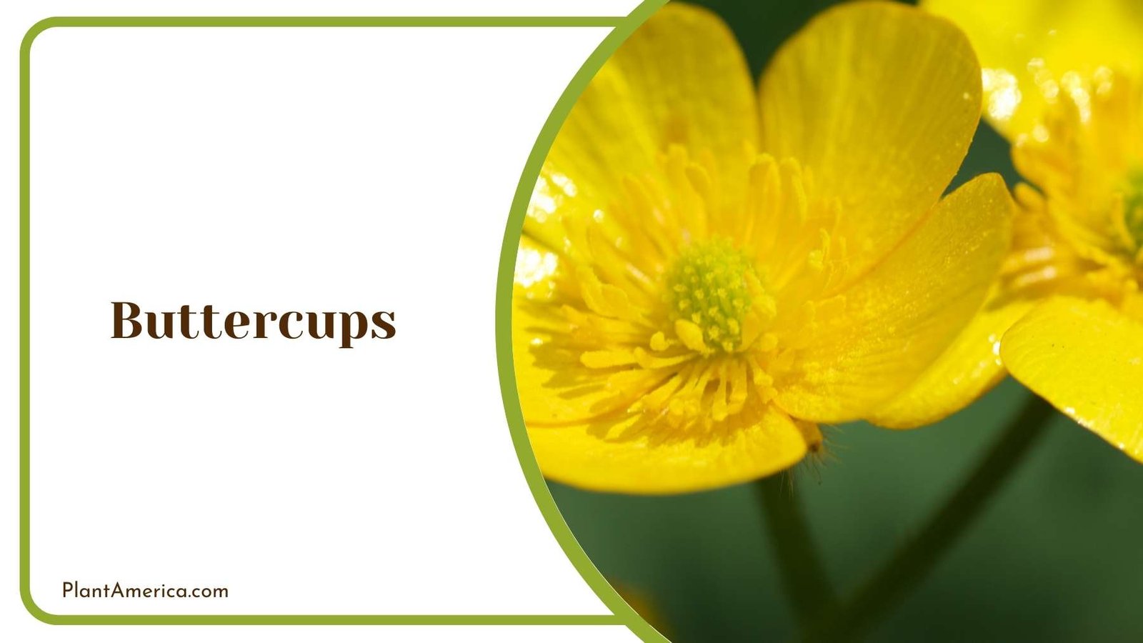 A Picture Of Buttercups Plant America A Picture Of Buttercups Plant America