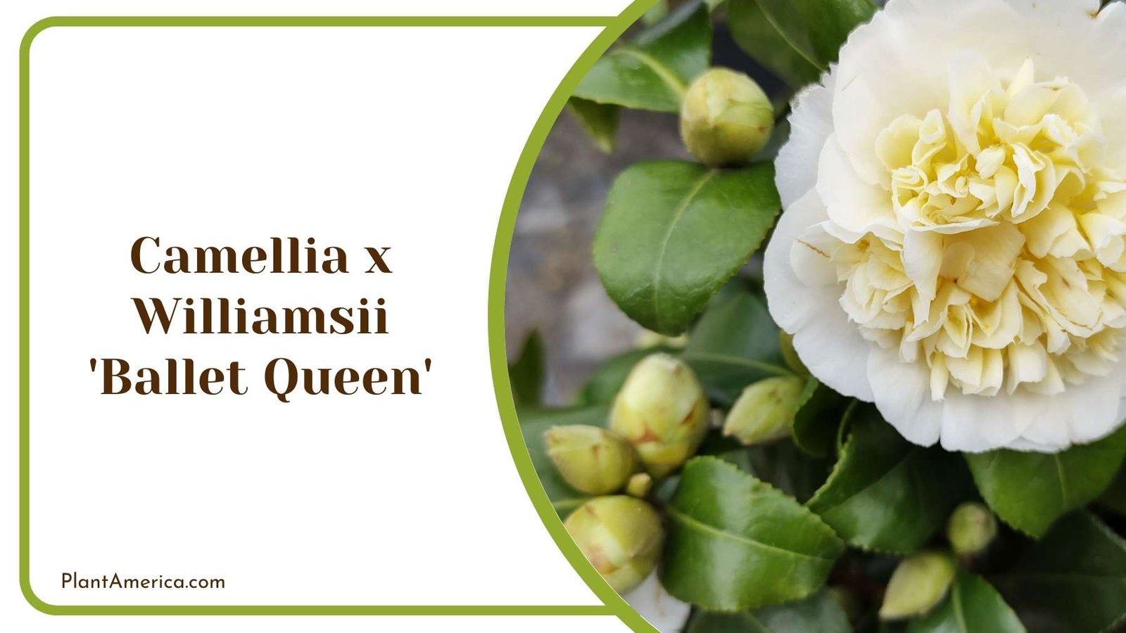 A Picture Of Camellia x Williamsii Ballet Queen Plant America