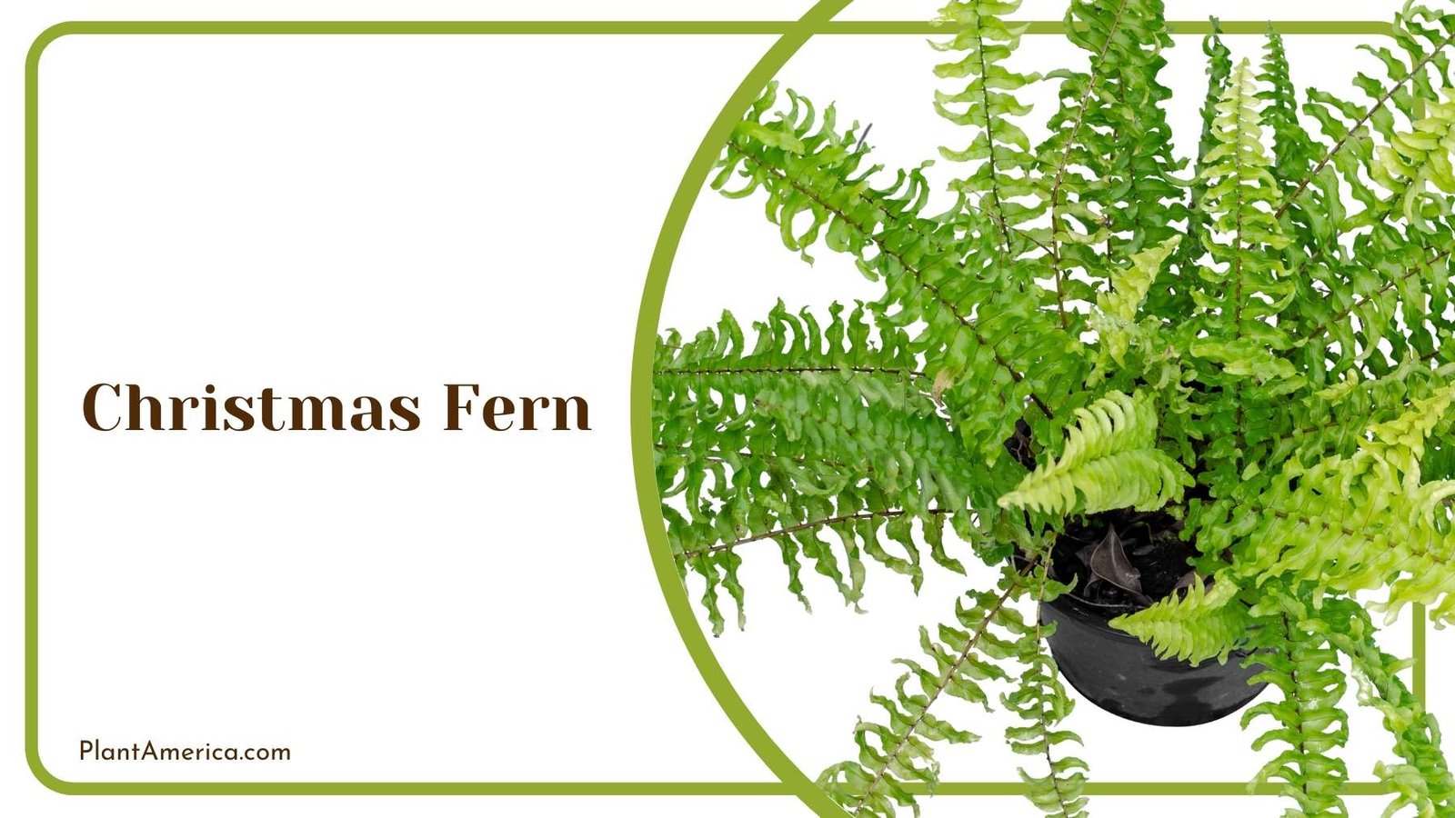 A Picture Of Christmas Fern Plant America