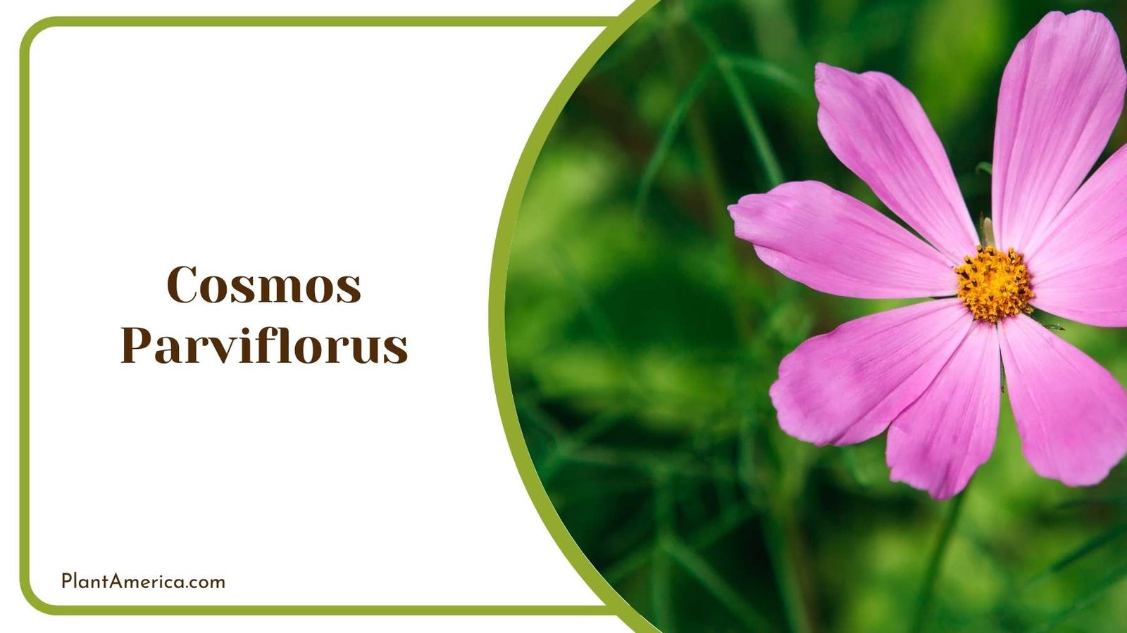 A Picture Of Cosmos Parviflorus Plant America