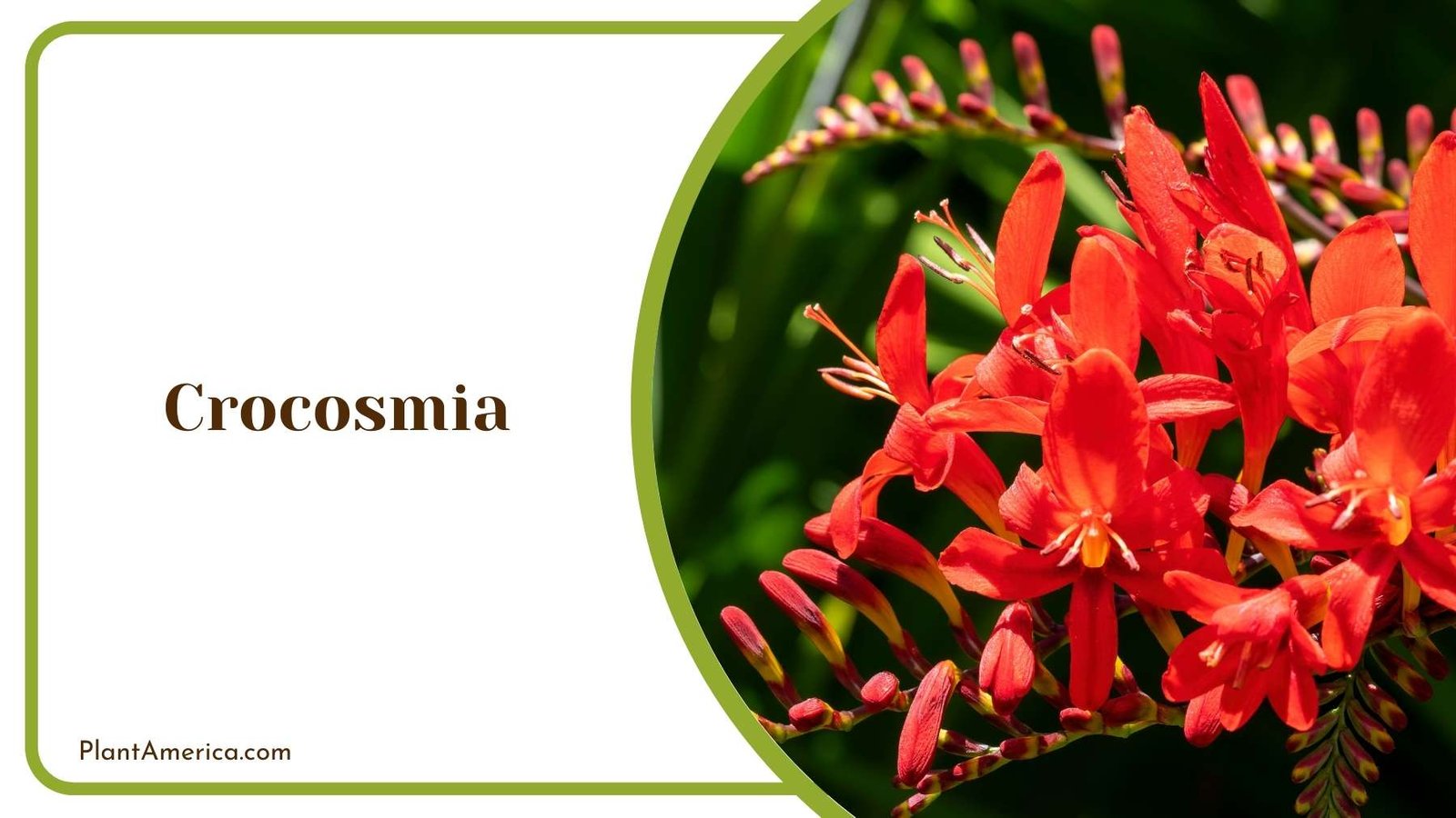 A Picture Of Crocosmia Plant America