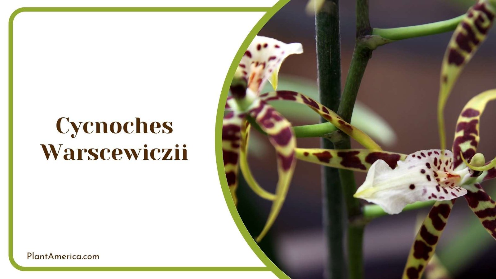 A Picture Of Cycnoches Warscewiczii Plant America