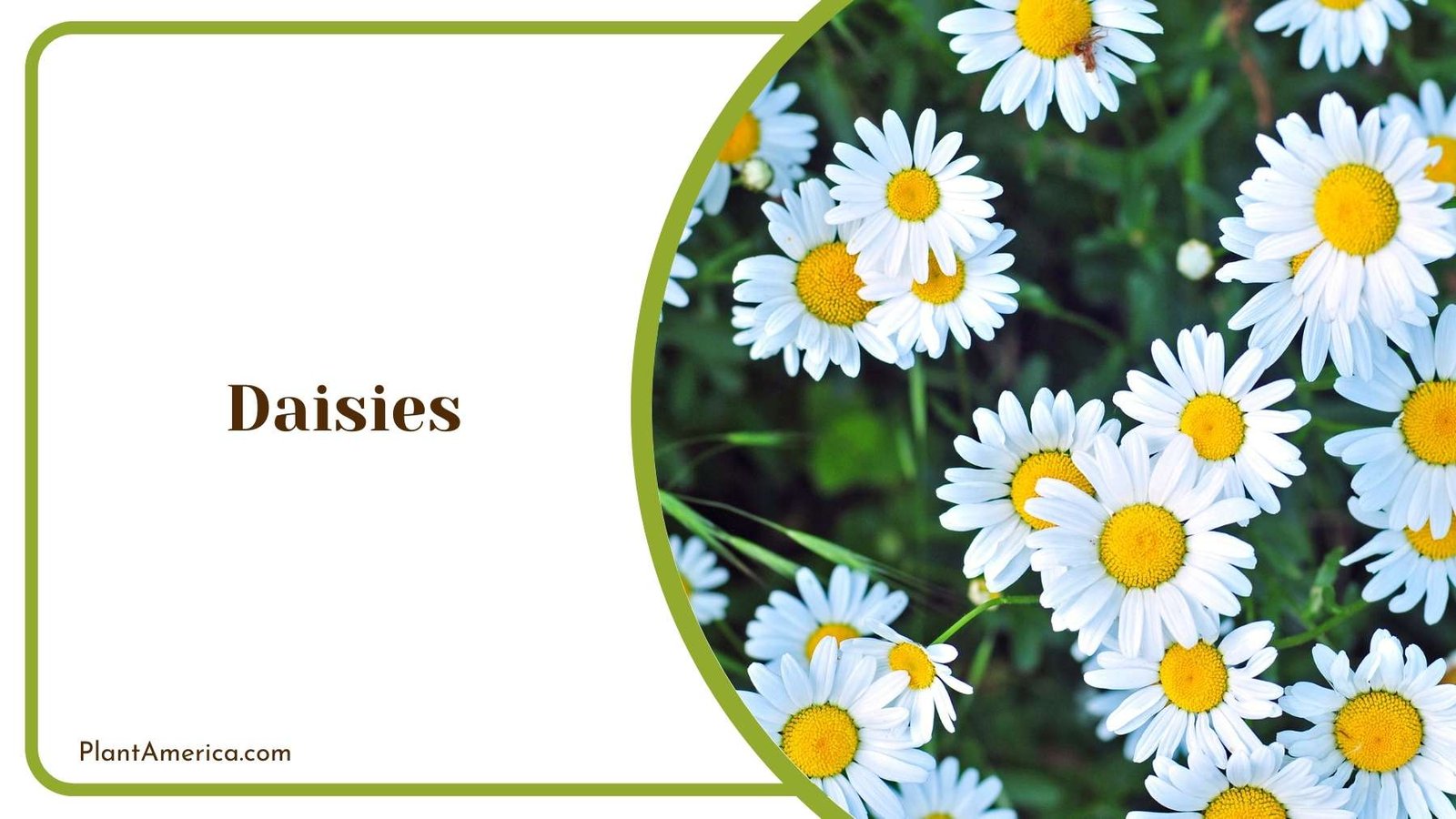 A Picture Of Daisies Plant America