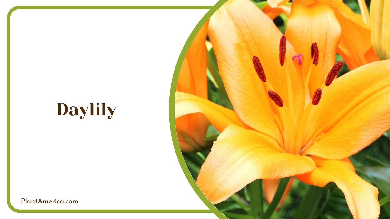 A Picture Of Daylily Flower Plant America