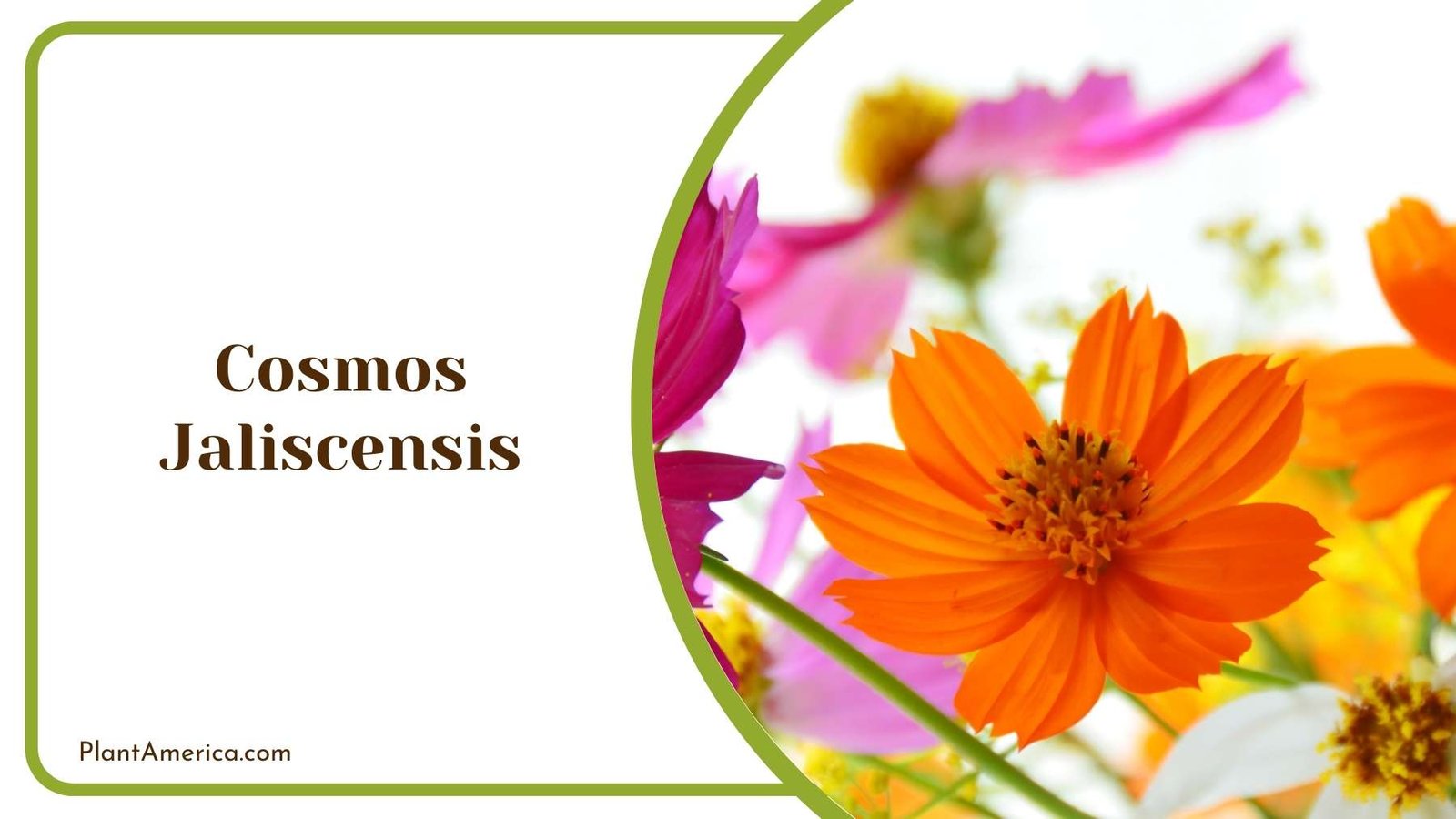 A Picture Of Gerbera Daisies Plant America 1 A Picture Of Gerbera Daisies Plant America 1