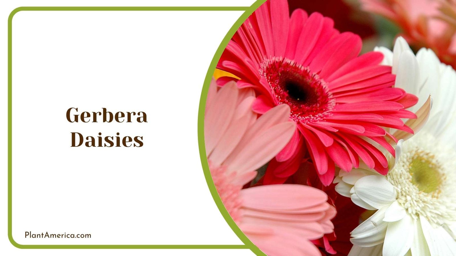 A Picture Of Gerbera Daisies Plant America