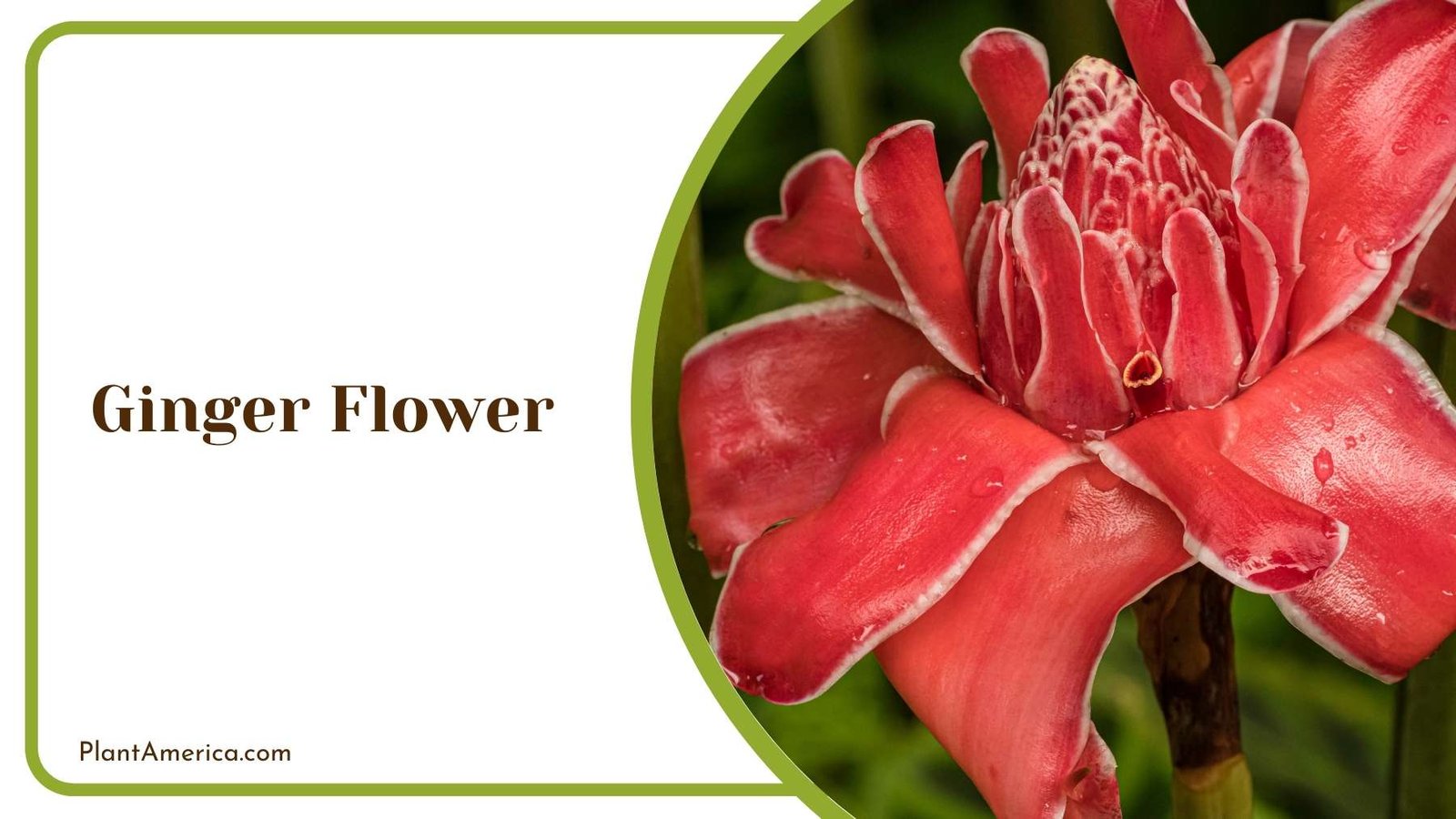 A Picture Of Ginger Flower Plant America