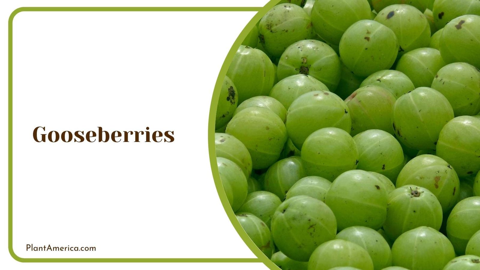 A Picture Of Gooseberries Plant America
