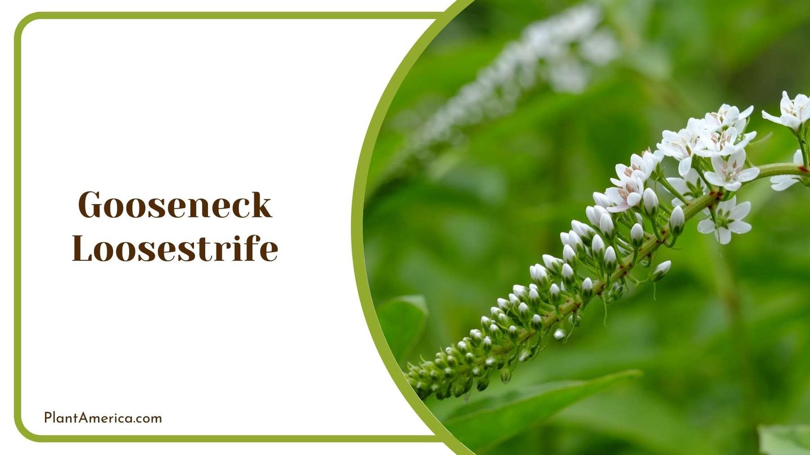 A Picture Of Gooseneck Loosestrife Plant America A Picture Of Gooseneck Loosestrife Plant America