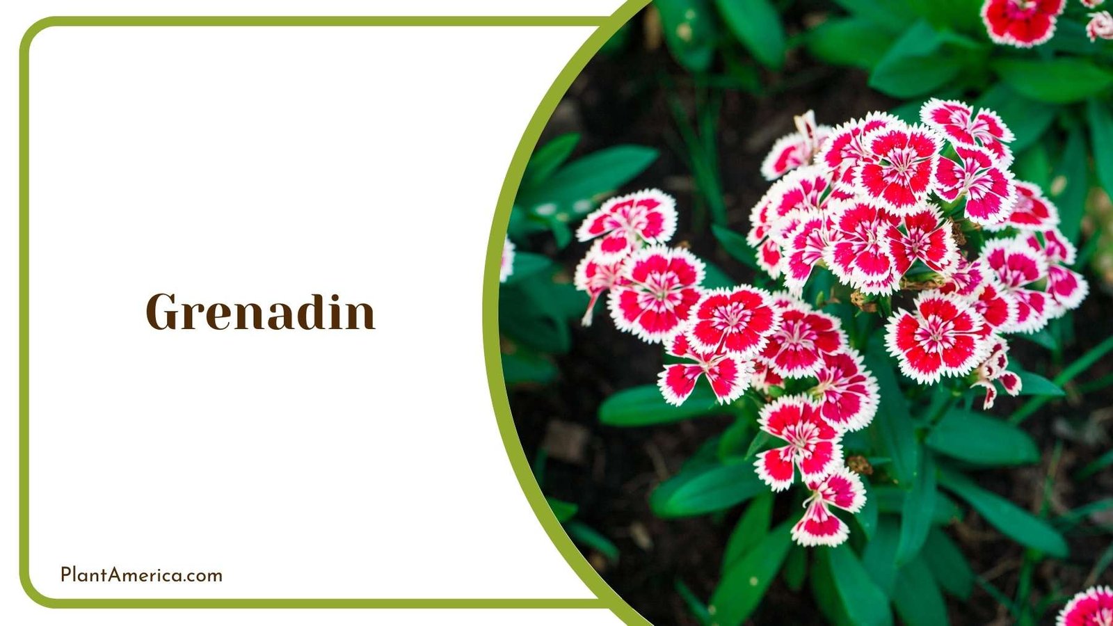 A Picture Of Grenadin Plant America