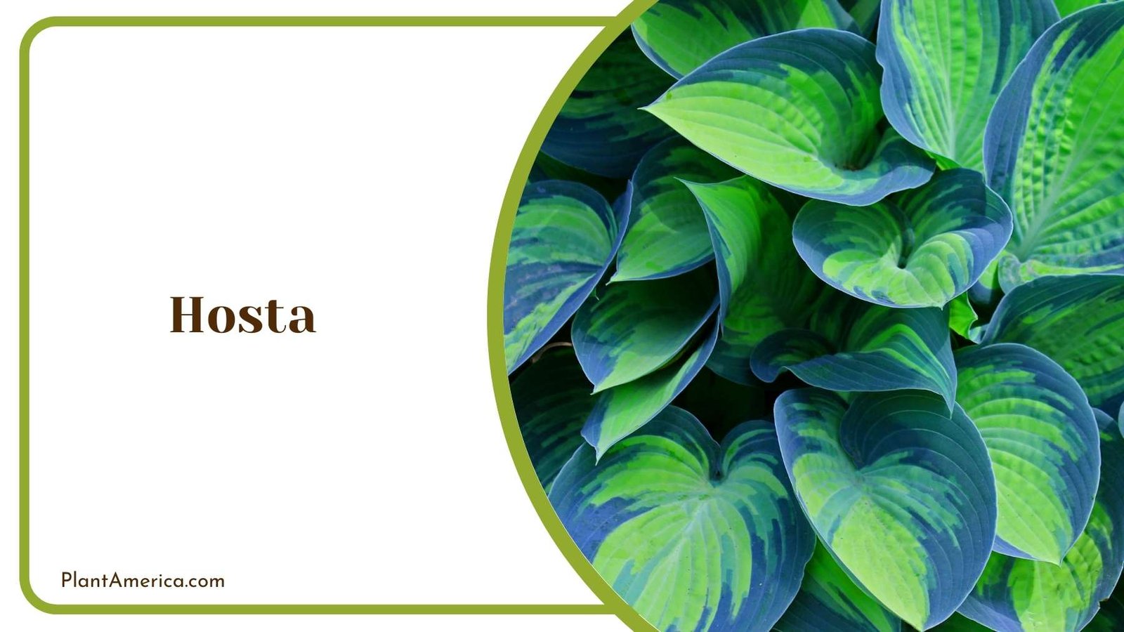 A Picture Of Hosta Plant America