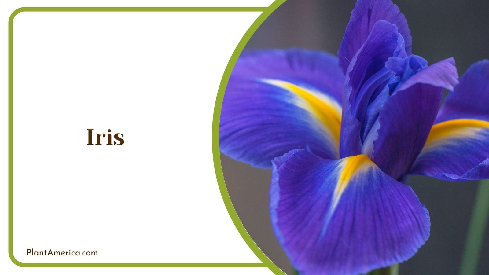 A Picture Of Iris Plant America 1