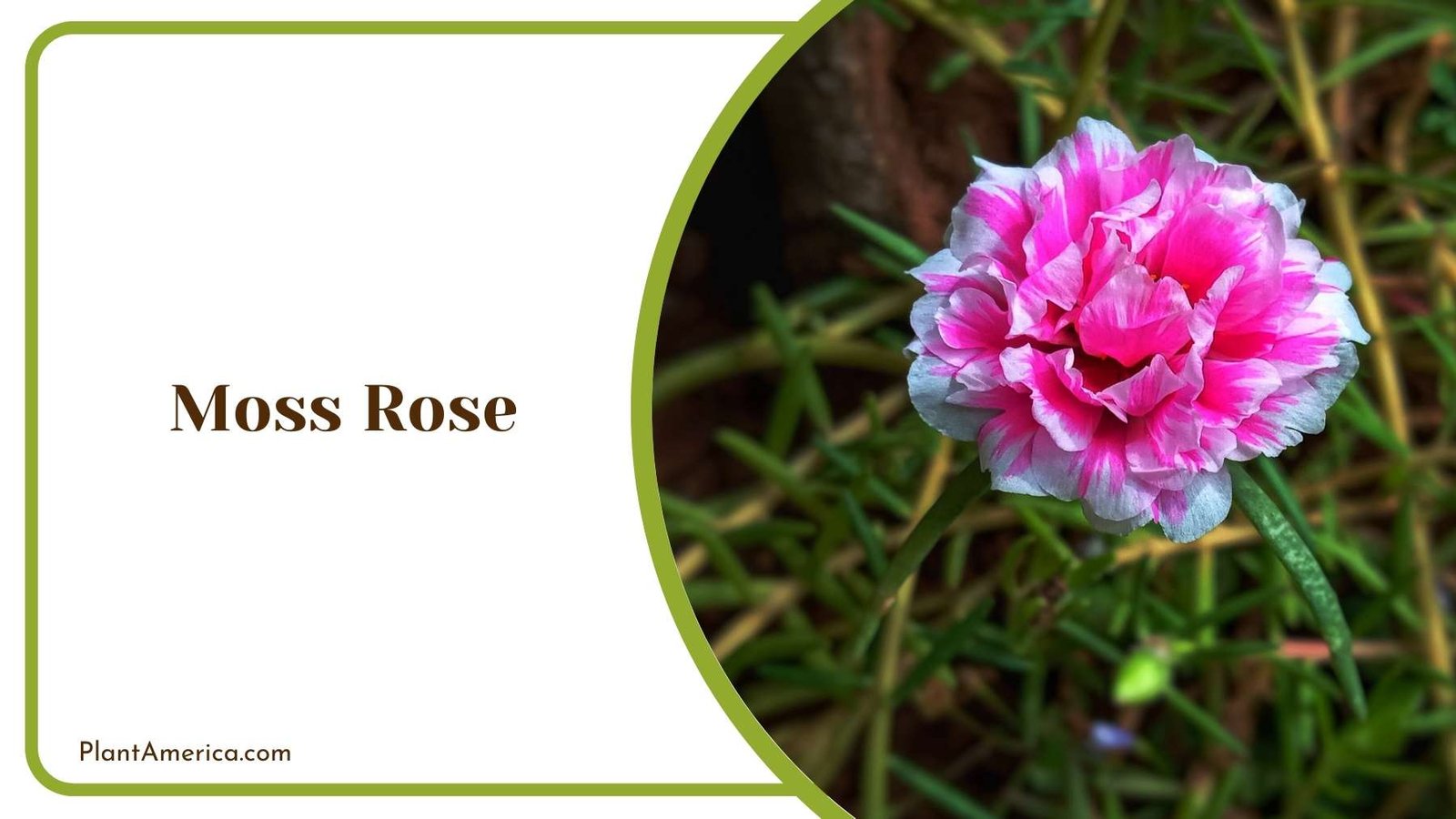 A Picture Of Moss Rose Plant America