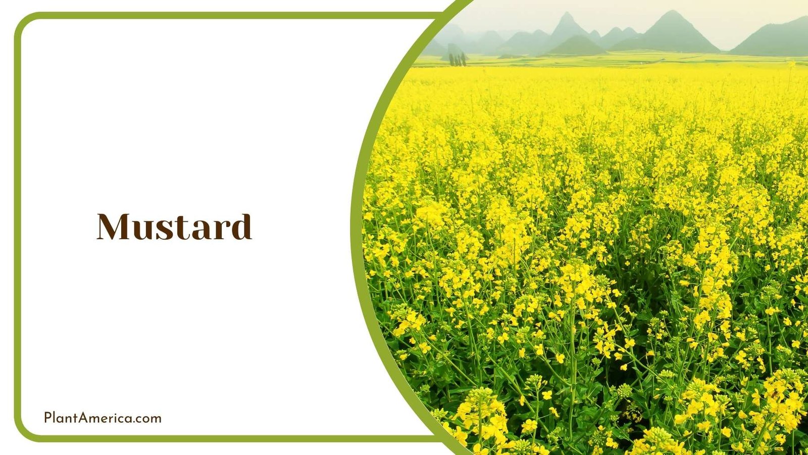 A Picture Of Mustard Farm Plant America