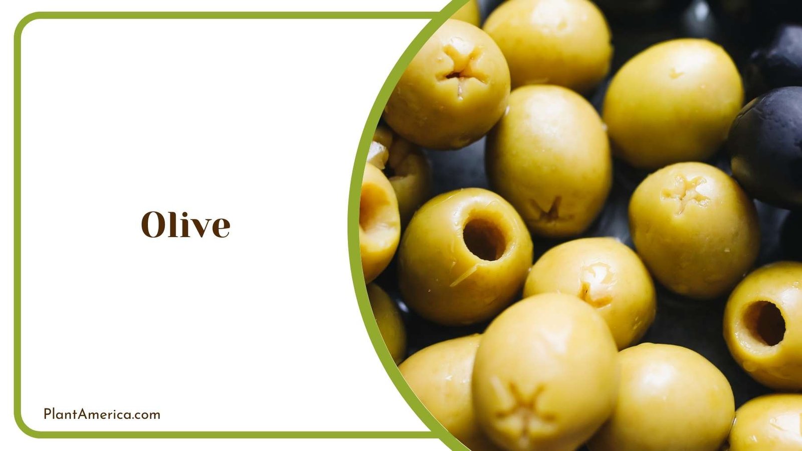 A Picture Of Olive Plant America