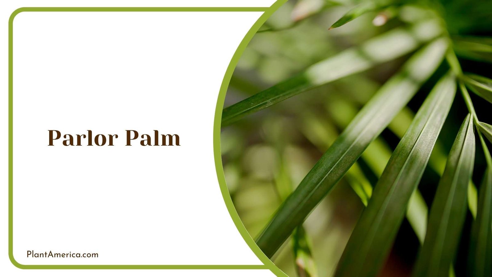 A Picture Of Parlor Palm Plant America A Picture Of Parlor Palm Plant America