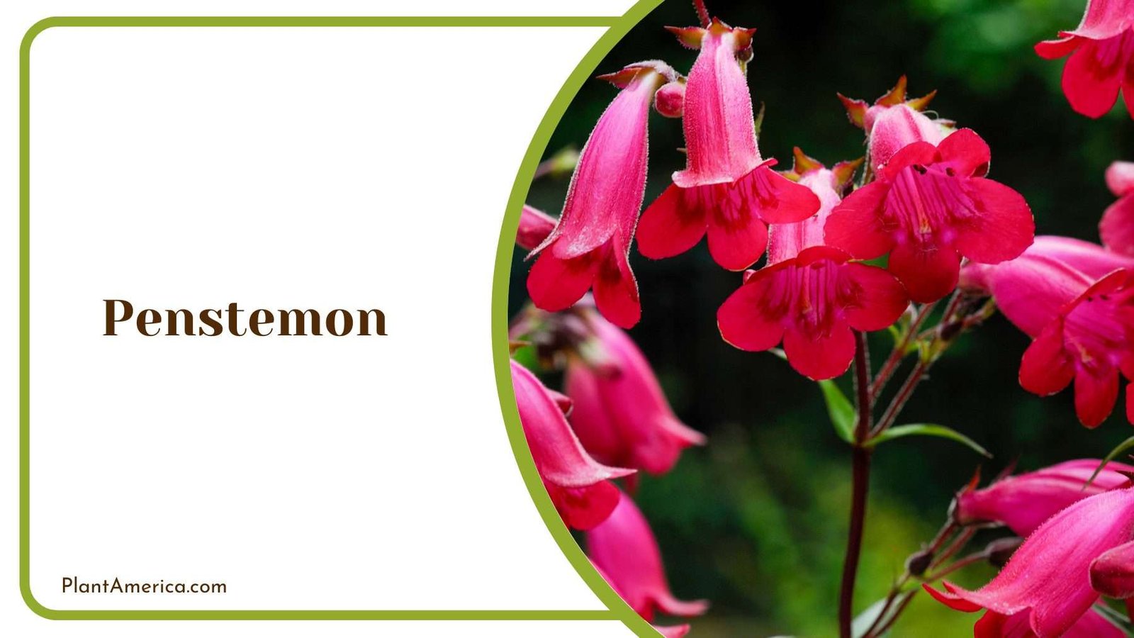 A Picture Of Penstemon Plant America A Picture Of Penstemon Plant America