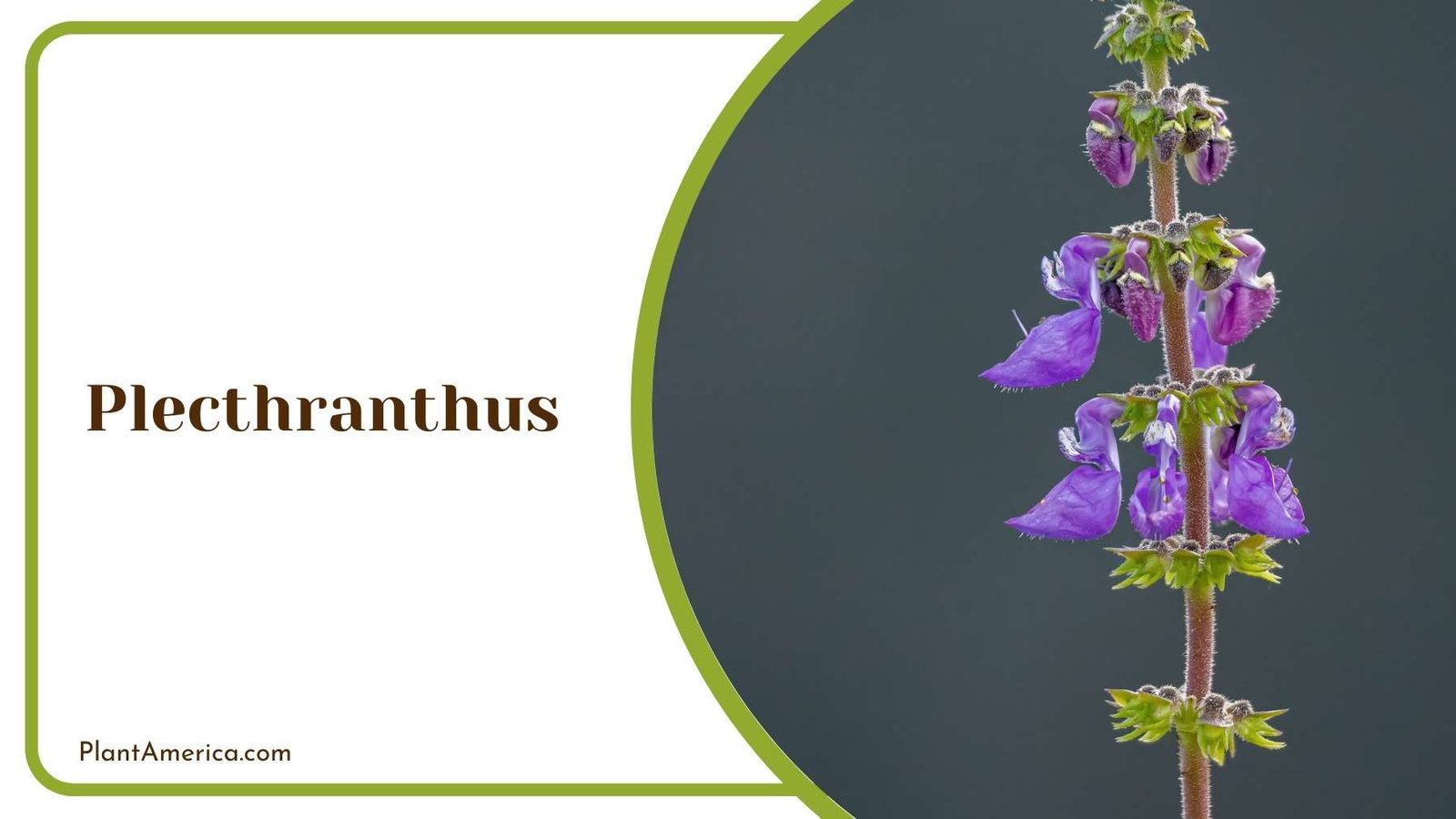 A Picture Of Plectranthus Plant America A Picture Of Plectranthus Plant America