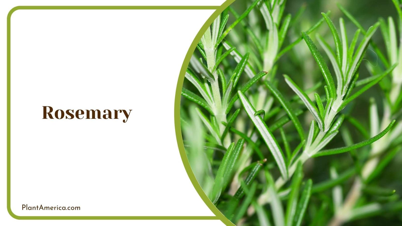 A Picture Of Rosemary Plant America