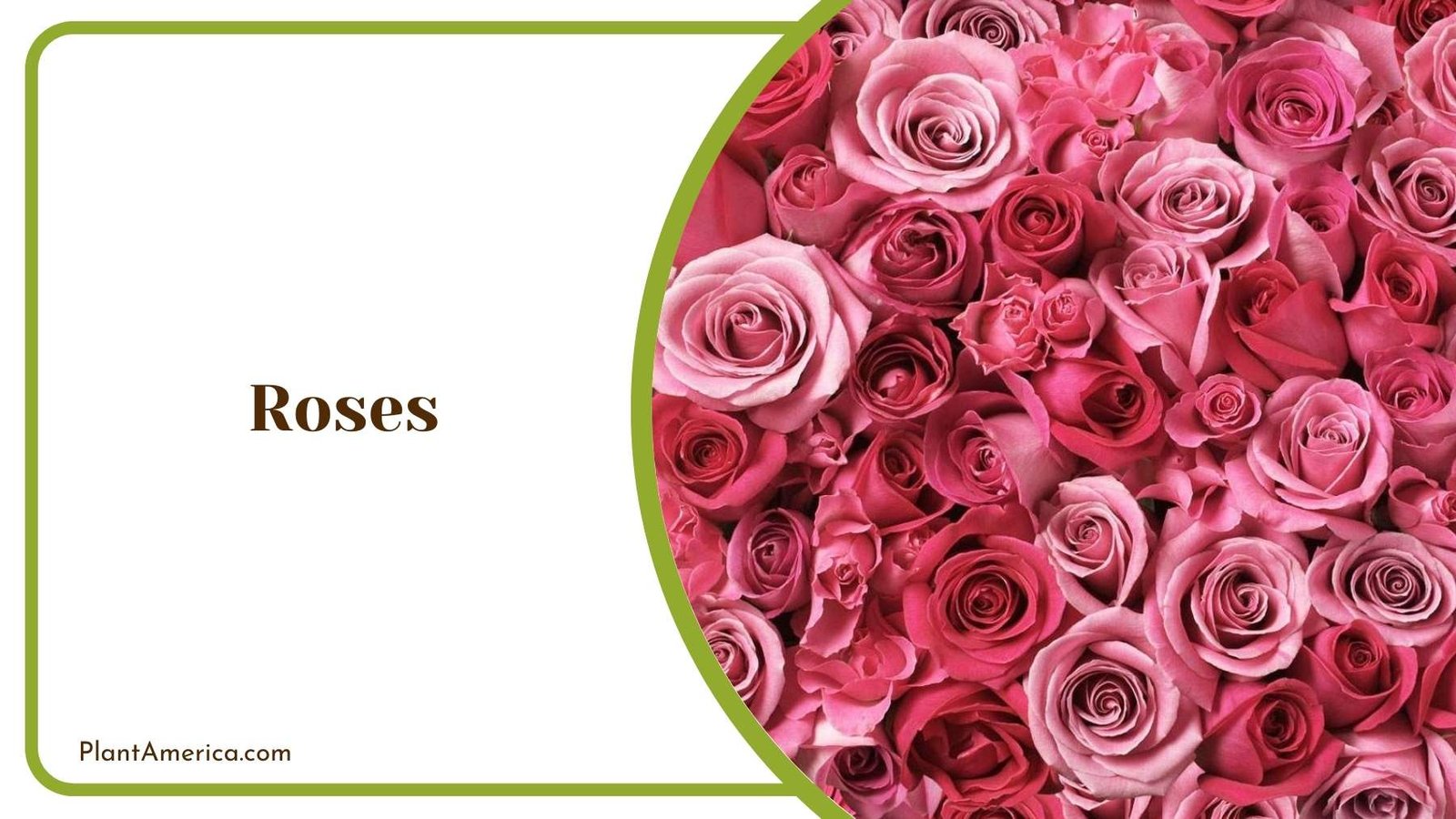A Picture Of Roses Plant America