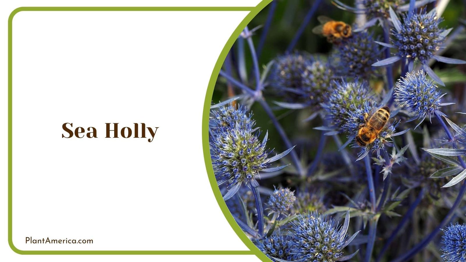 A Picture Of Sea Holly Plant America A Picture Of Sea Holly Plant America