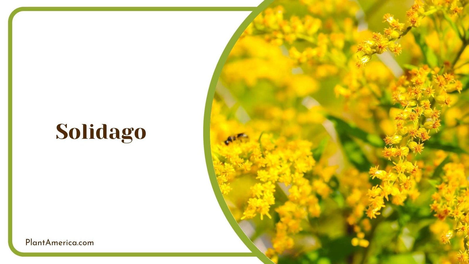 A Picture Of Solidago Plant America