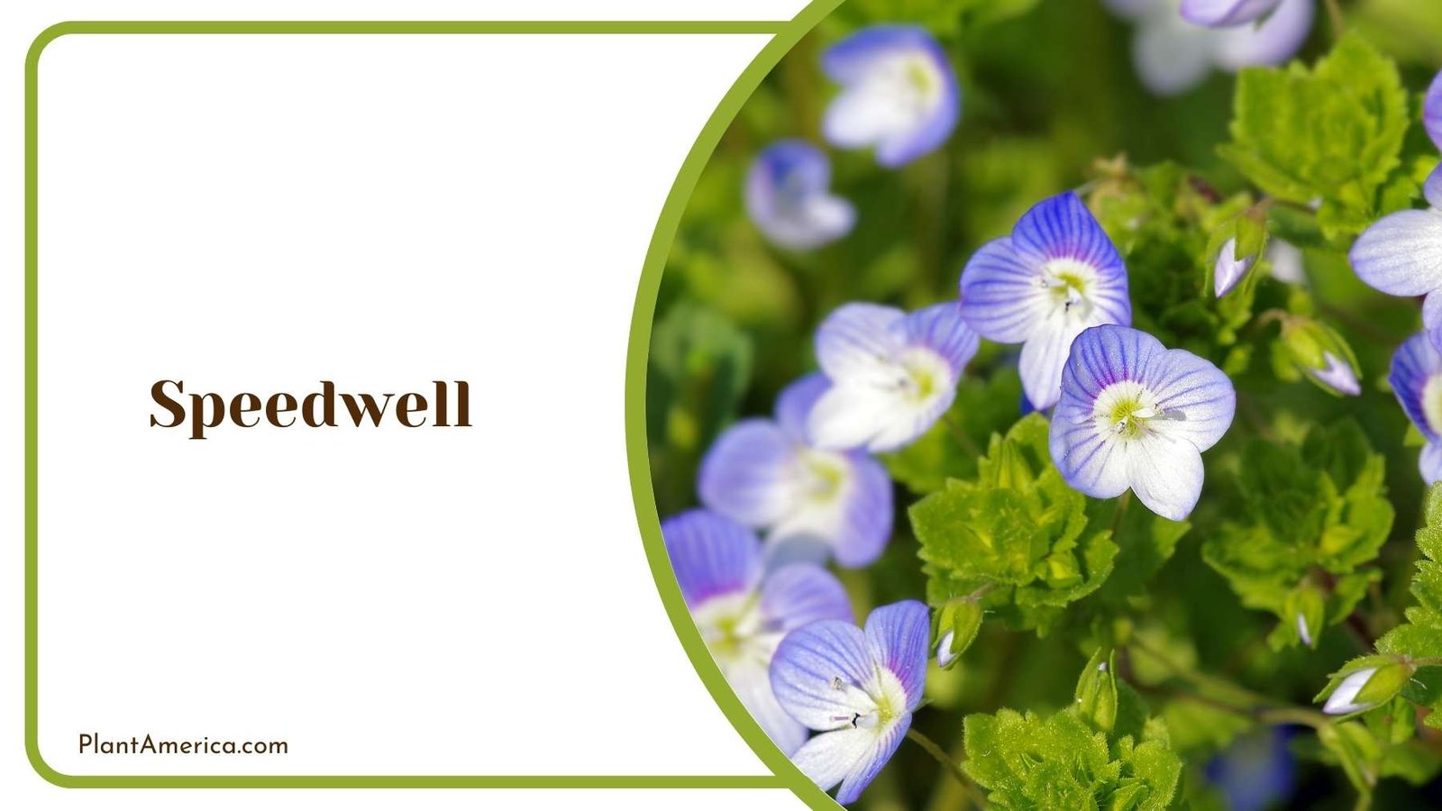 A Picture Of Speedwell Plant America