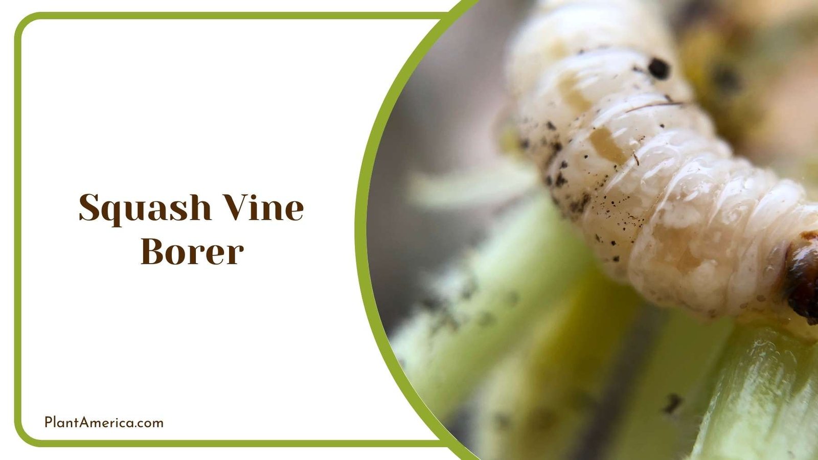 A Picture Of Squash Vine Borer Plant America A Picture Of Squash Vine Borer Plant America