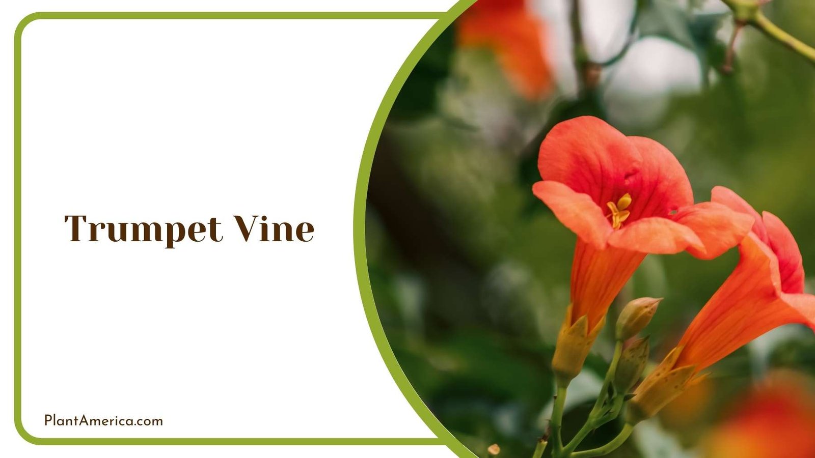 A Picture Of Trumpet Vine Plant America