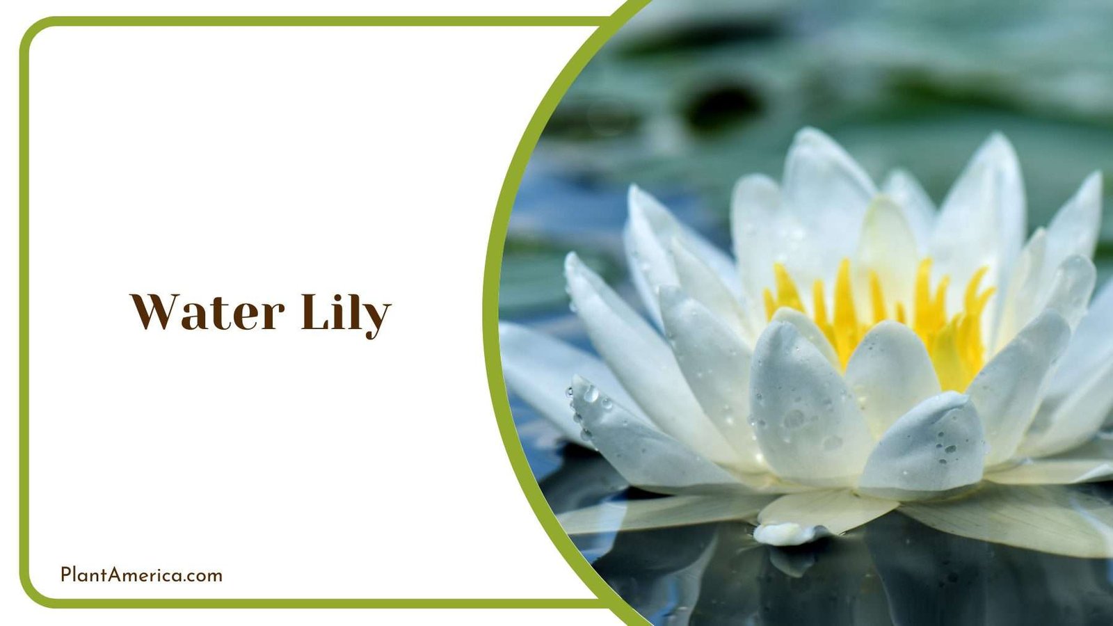 A Picture Of Water Lily Plant America