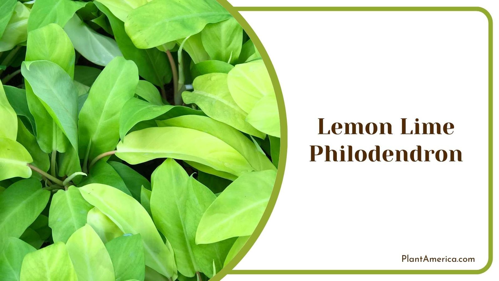 A Pot Of Lemon Lime Philodendron Plant America