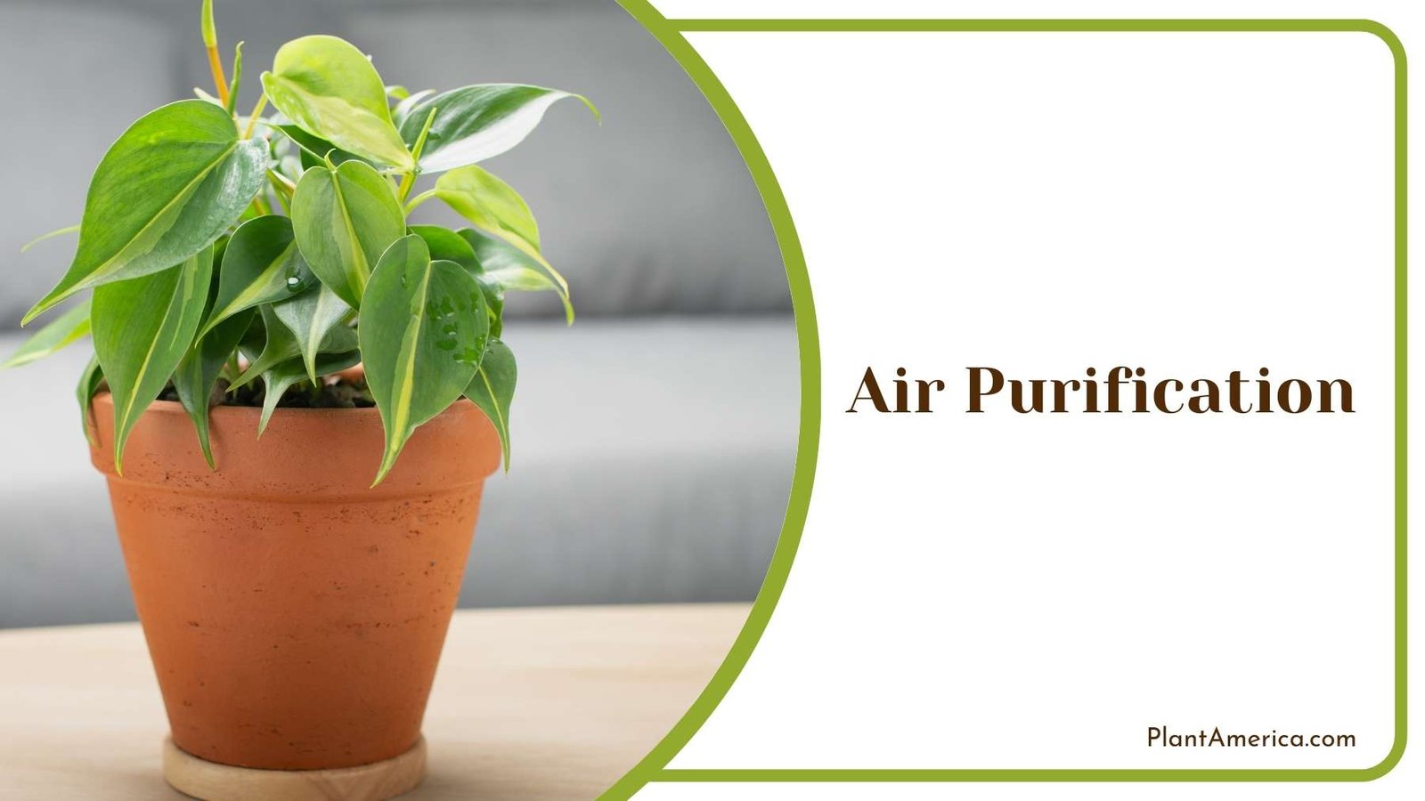 A Pot Of Philodendron On a Table Plant America