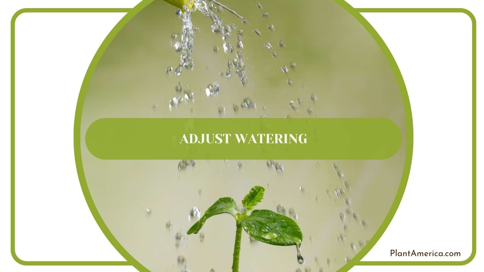 A Shot From Adjust Watering Plant America