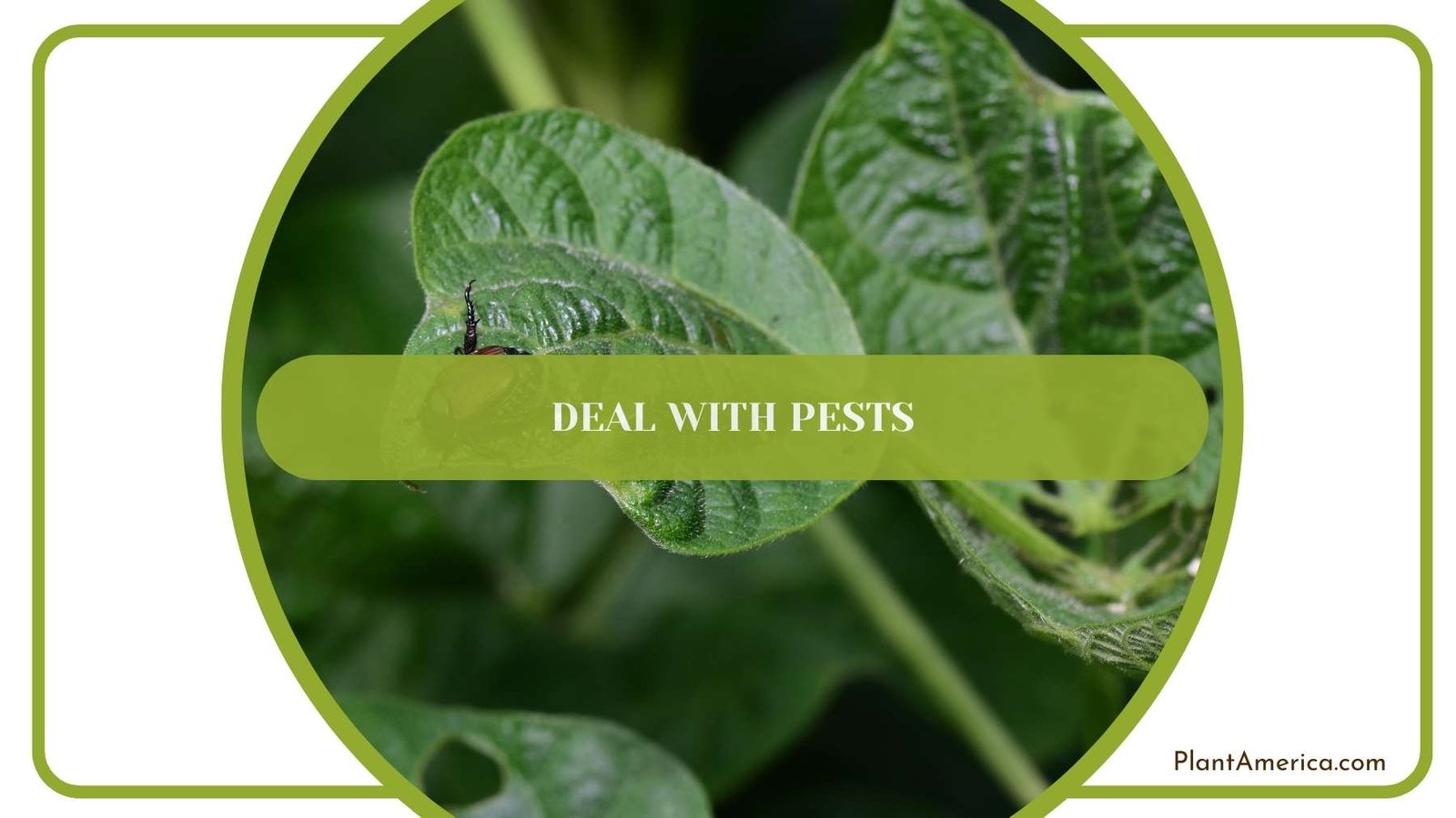 A Shot From Dealing With Pests Plant America