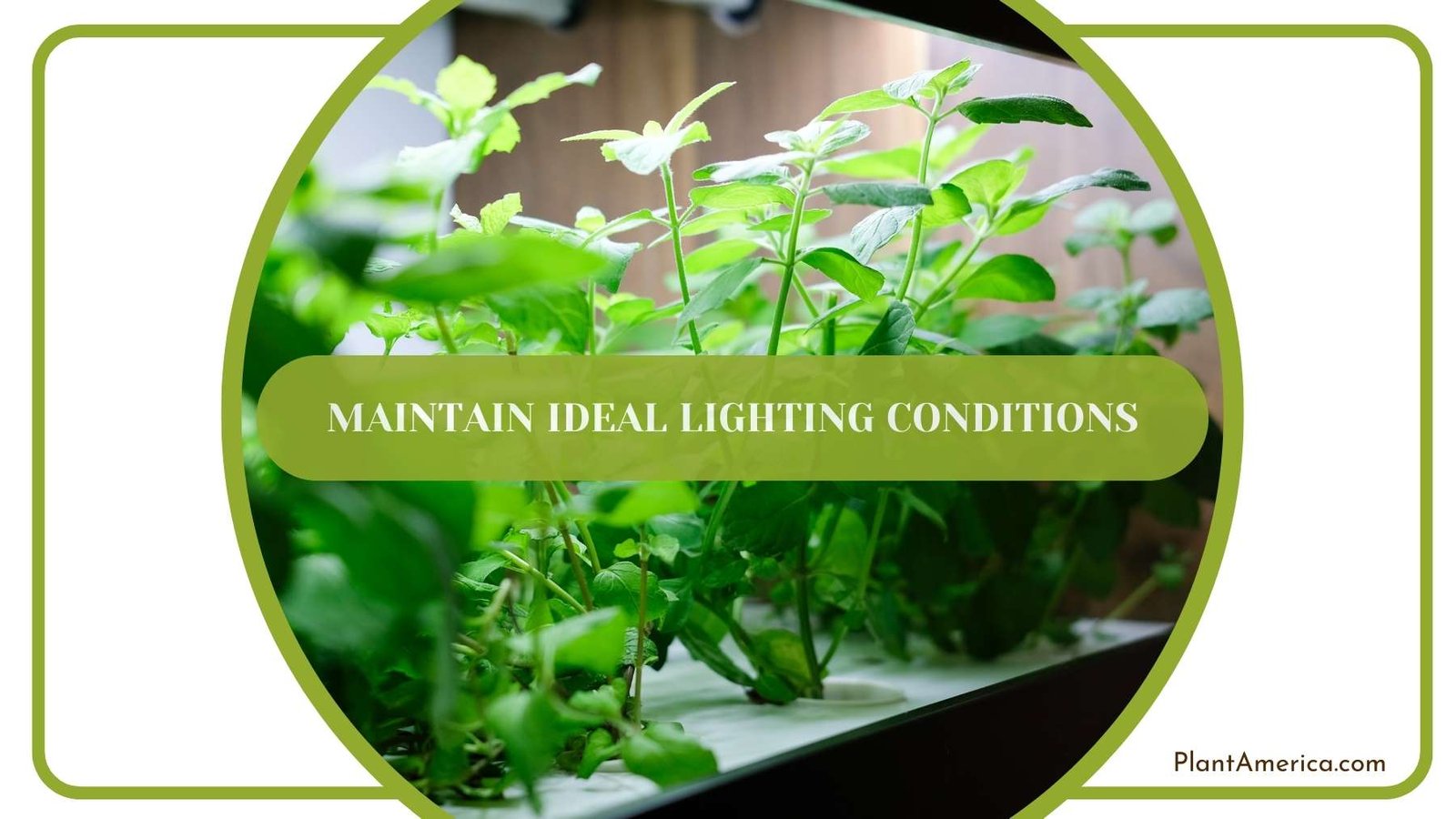 A Shot From Maintain Ideal Lighting Conditions Plant America