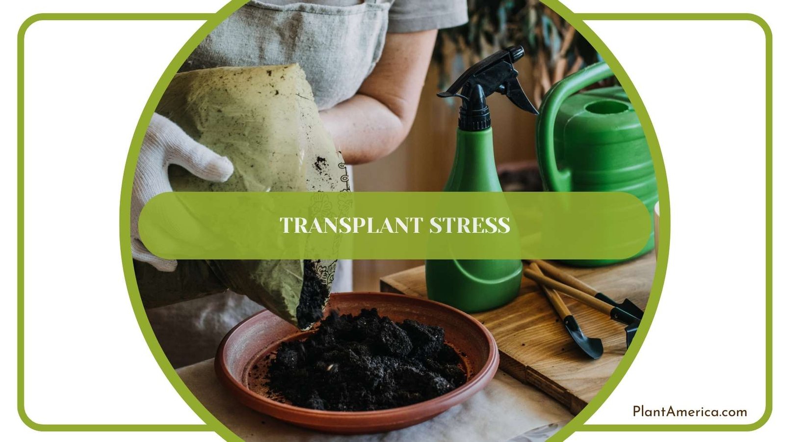 A Shot From Transplanting A Plant Plant America