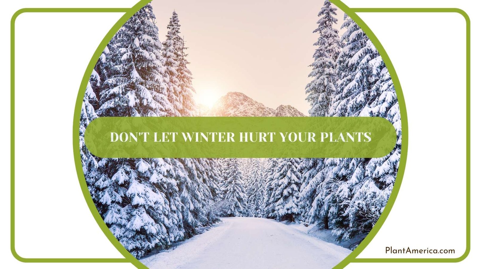 A Shot From Winter In Forest Plant America