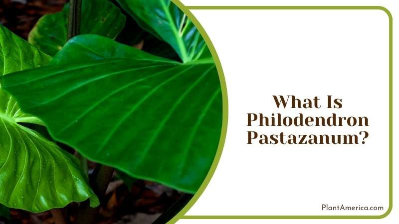 A Stunning Tropical Plant Plant America