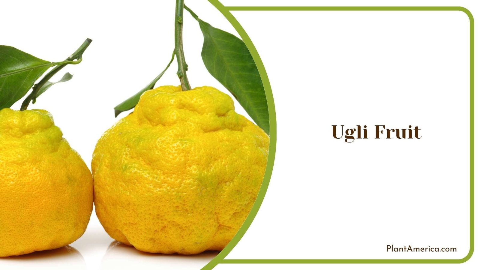 A Ugli Fruit Plant America