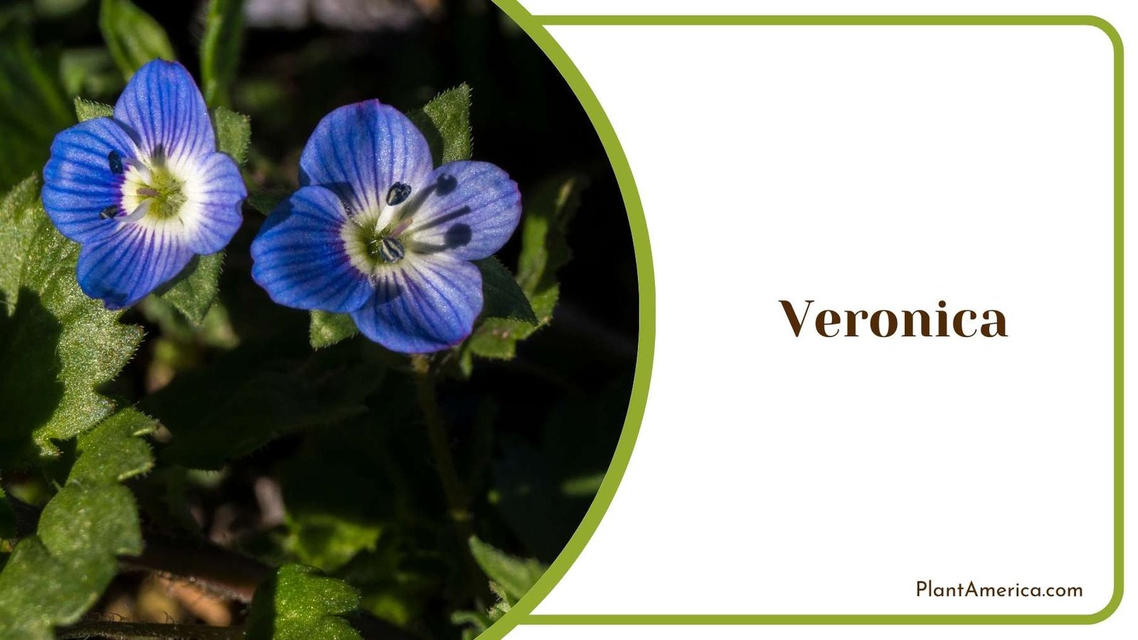 A Veronica In a Focus Shot Plant America