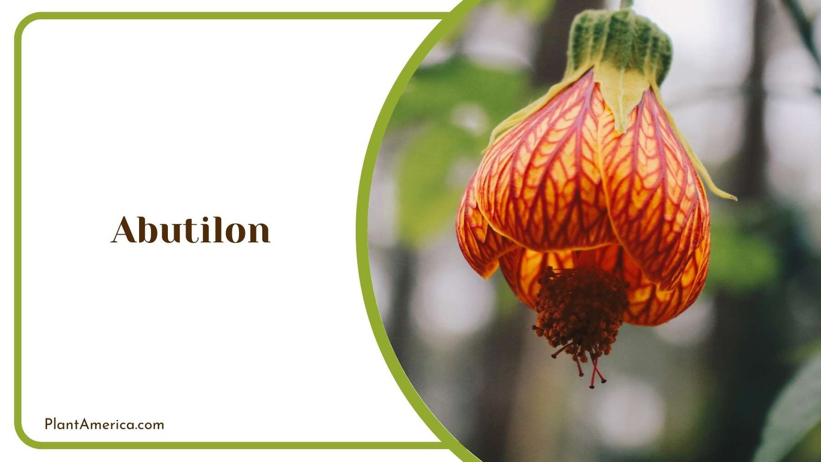 Abutilon Flower Plant America Abutilon Flower Plant America