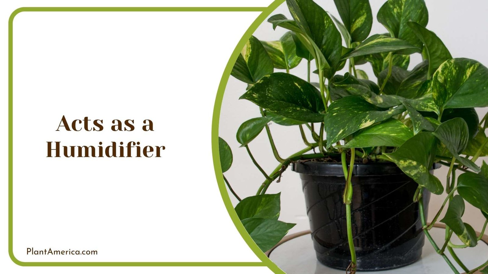 Acts as a Humidifier Plant America